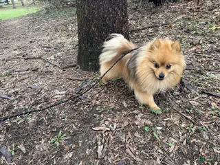 Pomeranian dogs Teddy - Ad 20