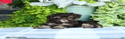 Havapoo dogs for sale: Matthew - Ad 2