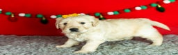 Golden Retriever dogs for sale: Scarlett - Ad 5