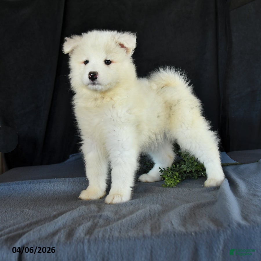 Samoyed dogs Dena - Ad 1