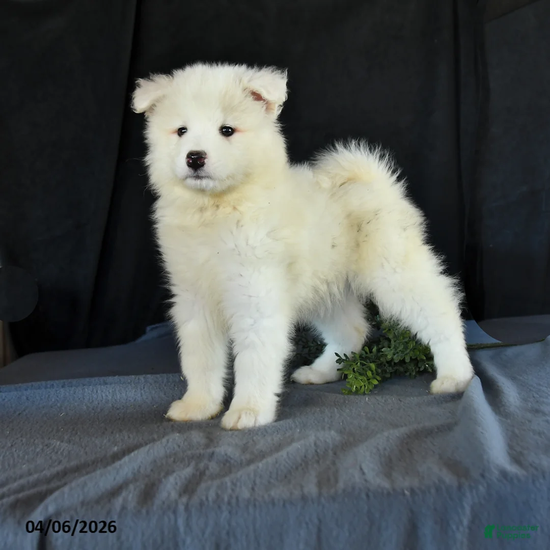 Samoyed dogs for sale: Dena - Ad 1