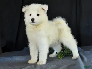 Samoyed dogs for sale: Dena - Ad 4