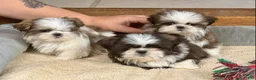 Shih Tzu dogs for sale: Wylee - Ad 17