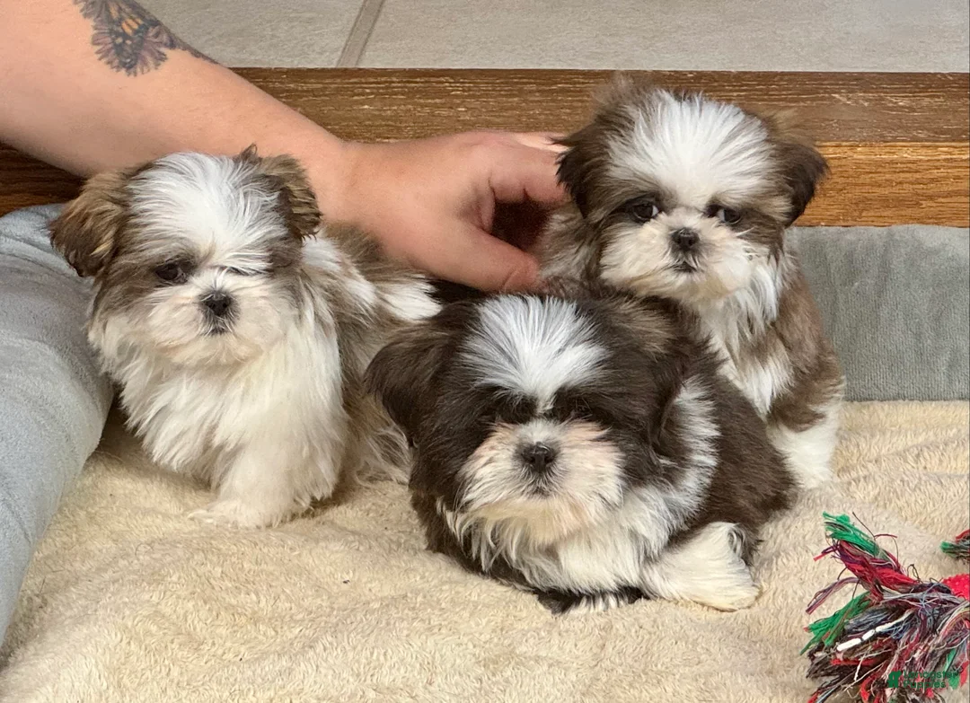 Shih Tzu dogs for sale: Wylee - Ad 17