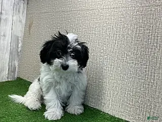 Maltipoo dogs Molly - Ad 41