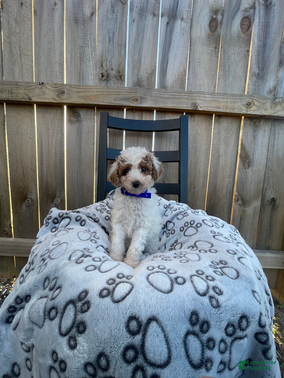 Mini Goldendoodle dogs for sale: Brittney (Mini Goldendoodle) - Ad 4