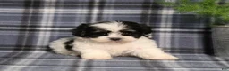 Teddy Bear dogs for sale: Yetta - Ad 3