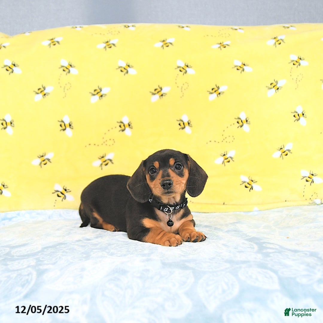 Miniature Dachshund dogs for sale: Paige - Ad 8