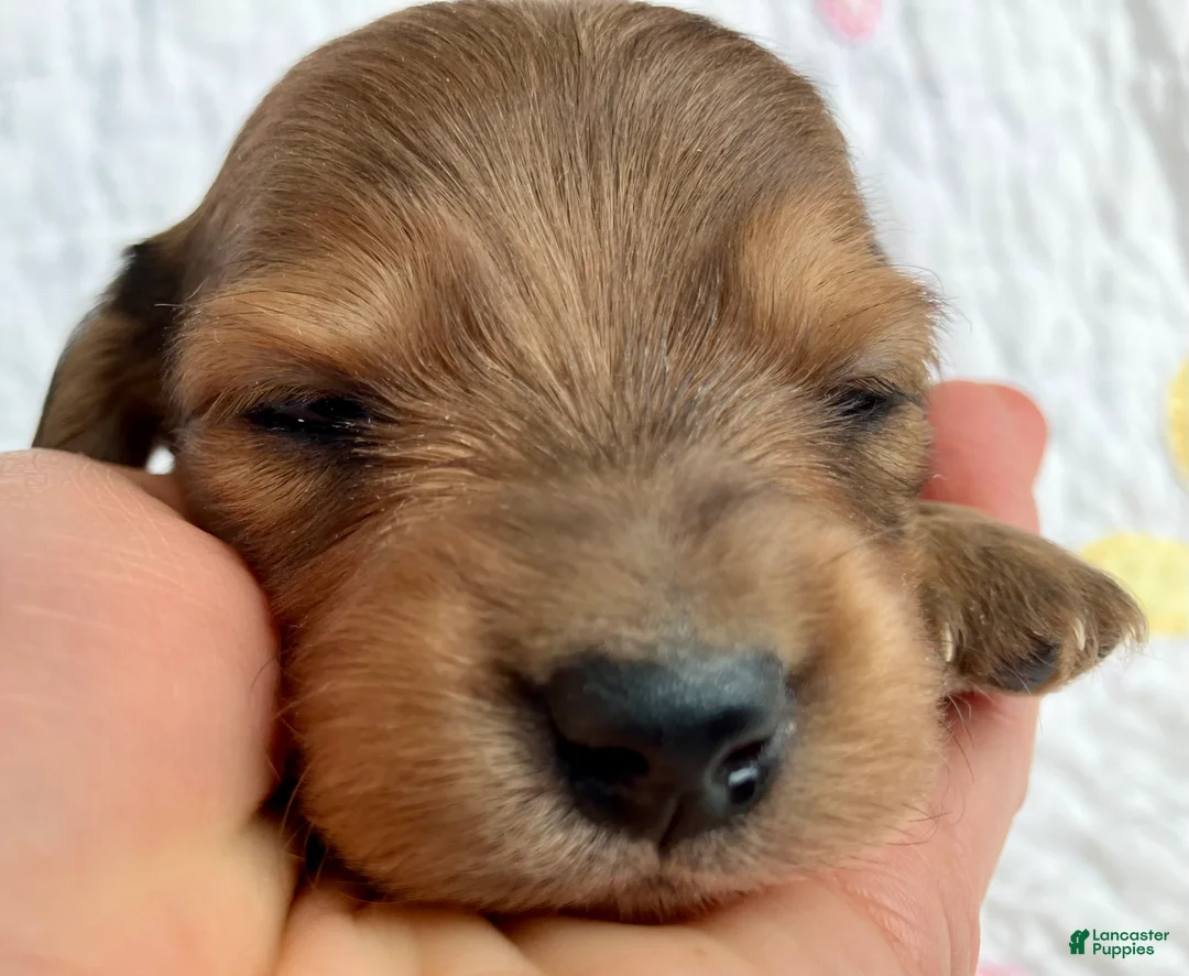 Miniature Dachshund dogs for sale: Coco Bean of St. Wiggles - Ad 2