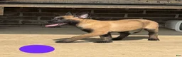 Belgian Malinois dogs for sale: Belgian Malinois 5 - Ad 4