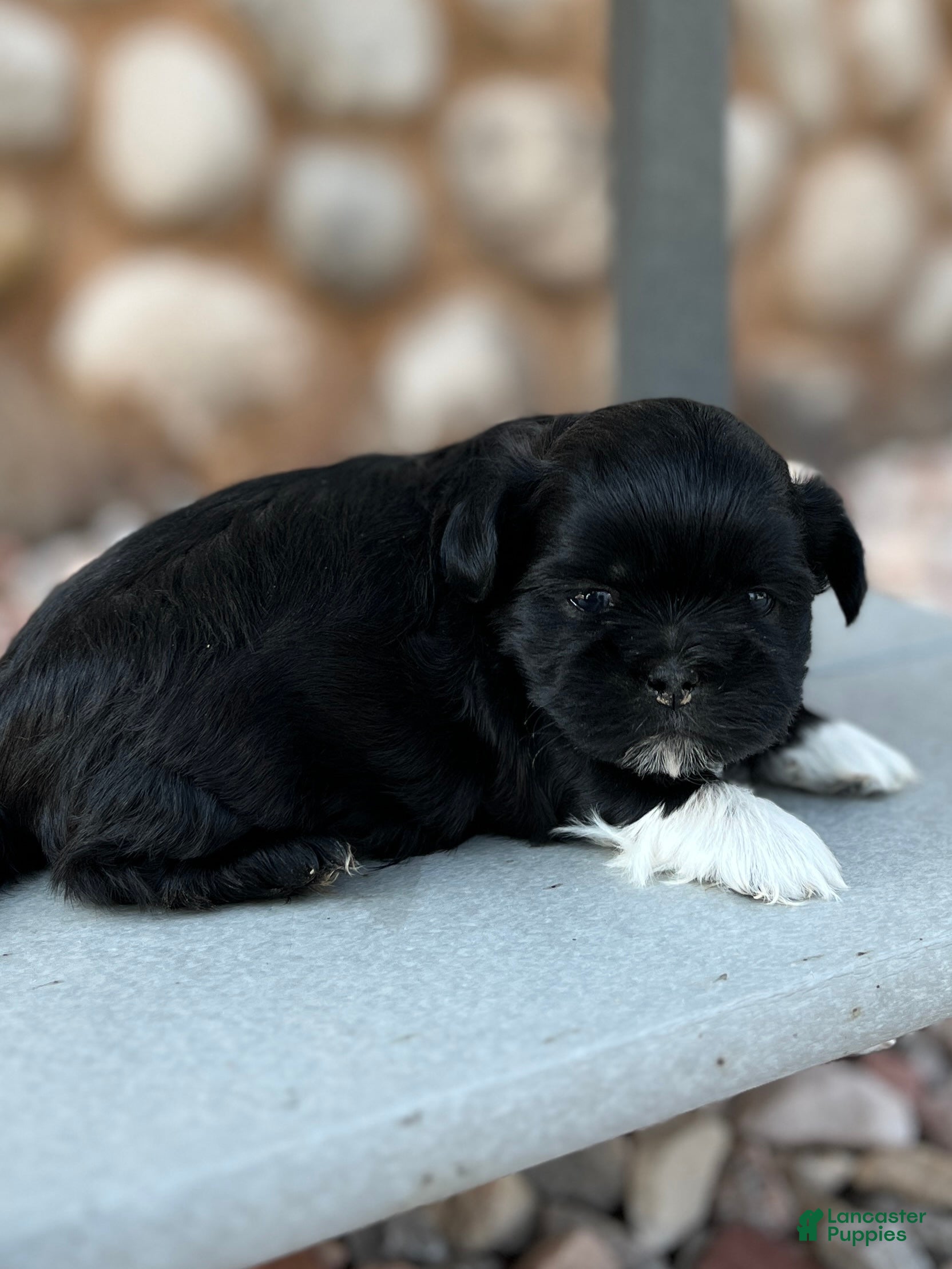 Shih Tzu dogs for sale: Jingles - Ad 1