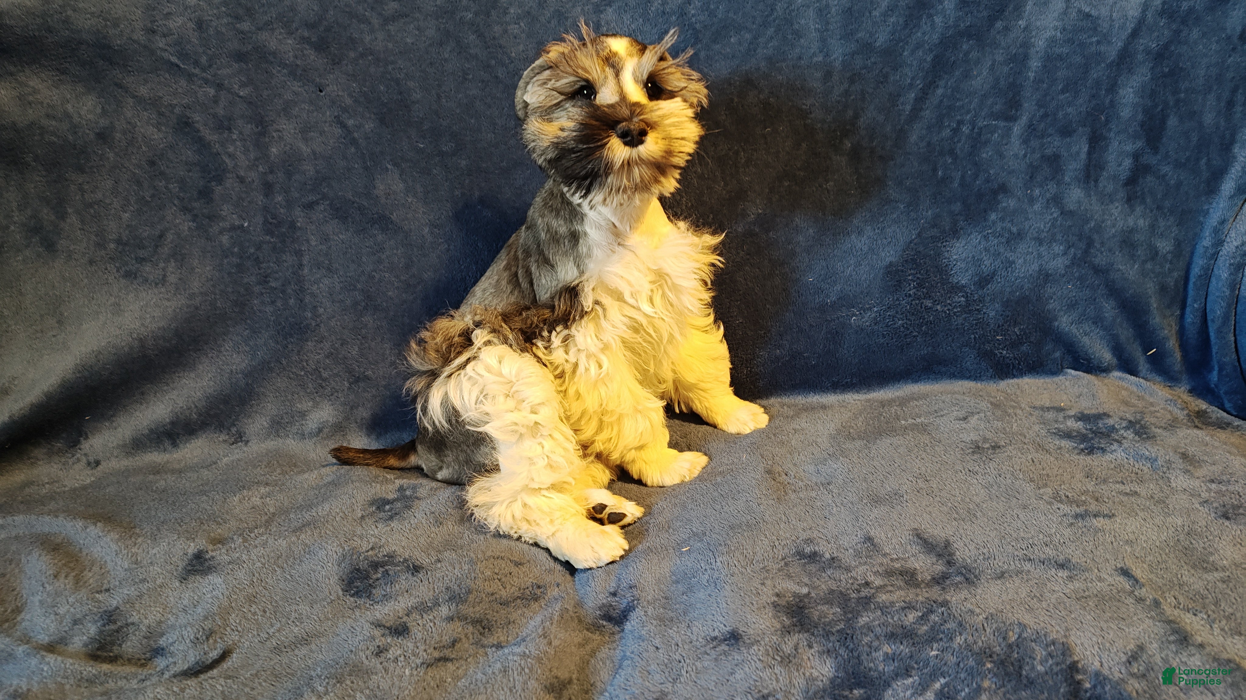 Miniature Schnauzer dogs Miniature Schnauzer Boy 3 - Ad 1
