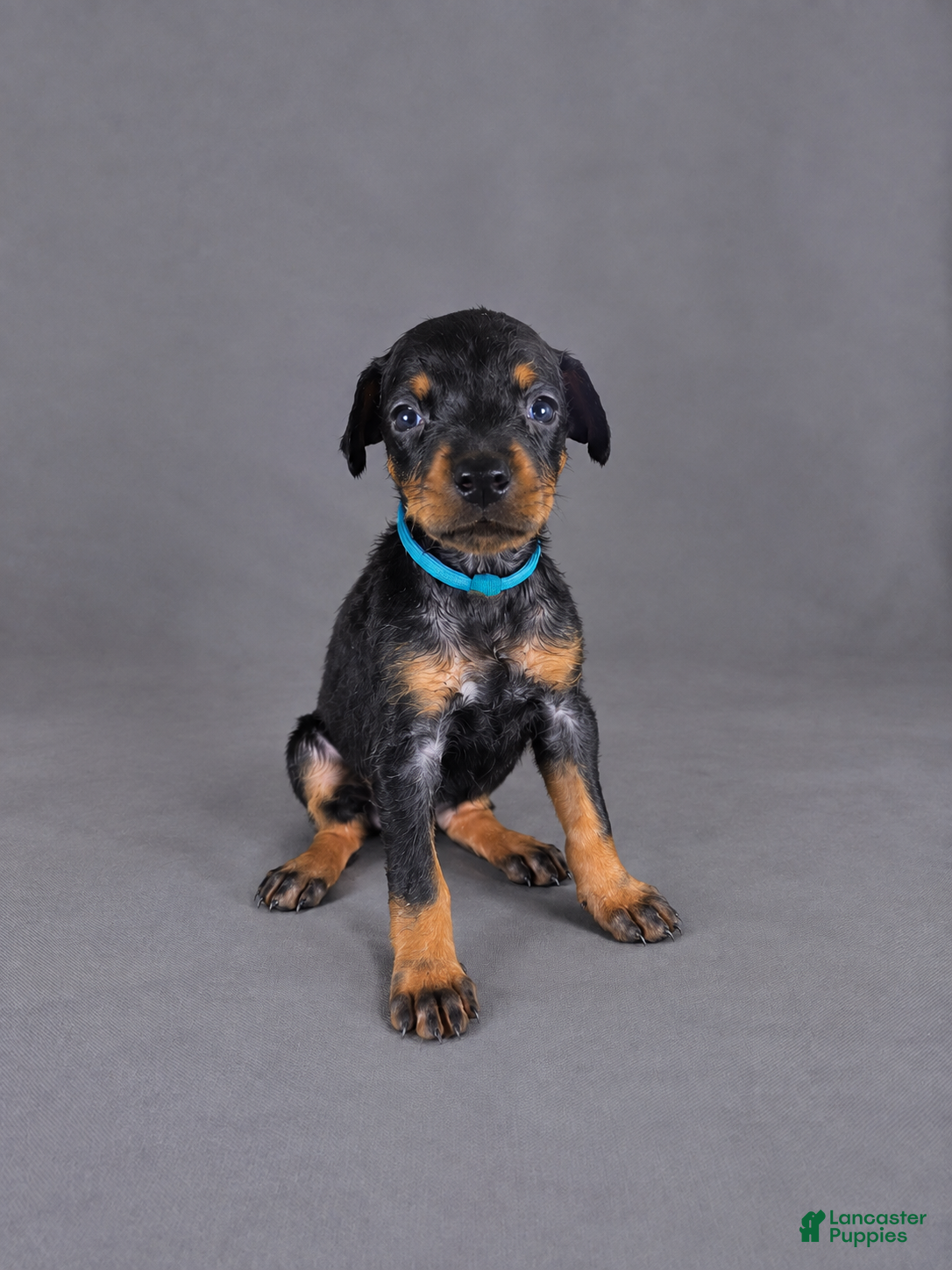 Doberman Pinscher dogs Lyanna - Ad 16