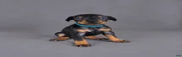 Doberman Pinscher dogs for sale: Lyanna - Ad 1