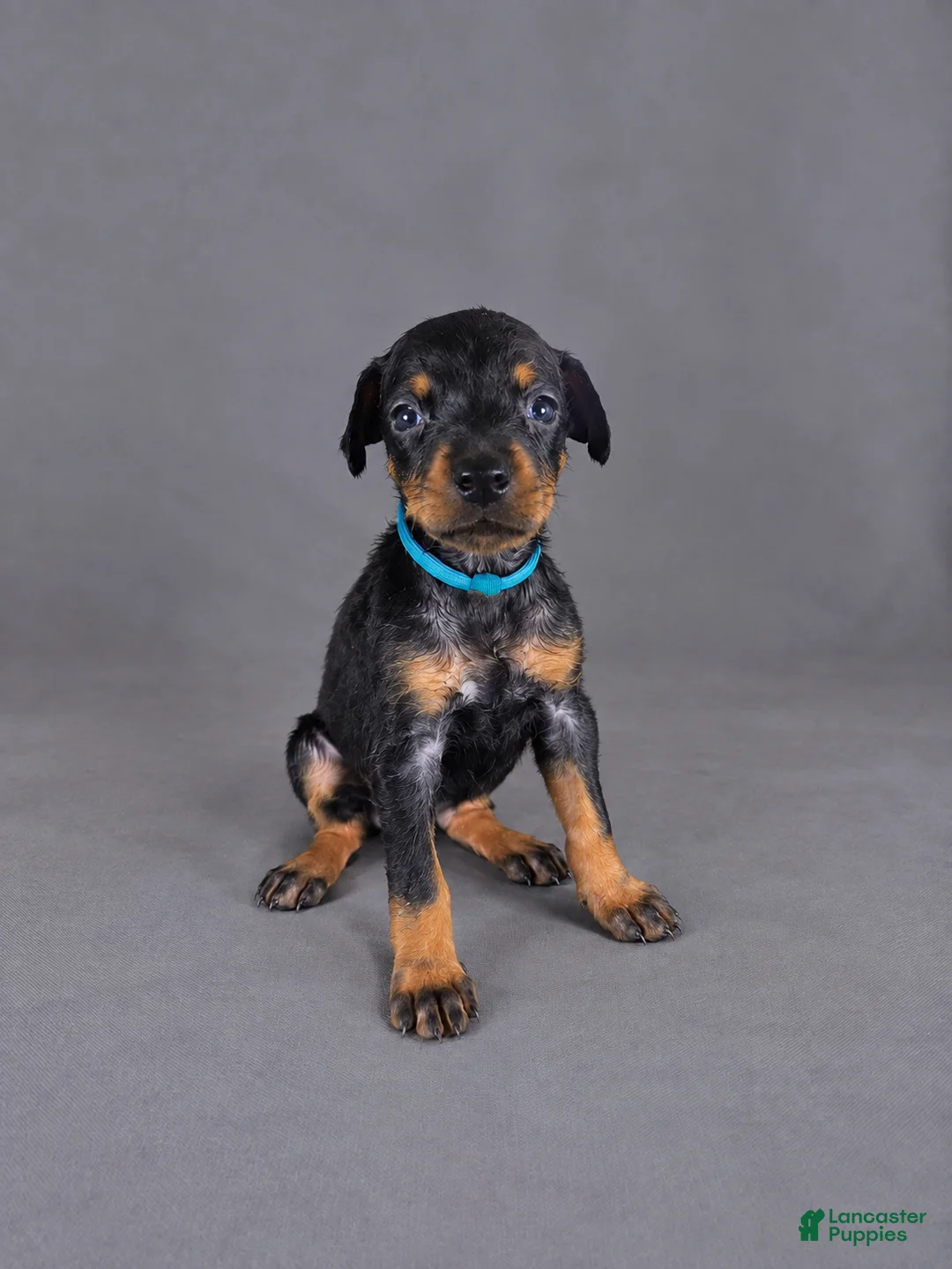 Doberman Pinscher dogs for sale: Lyanna - Ad 1