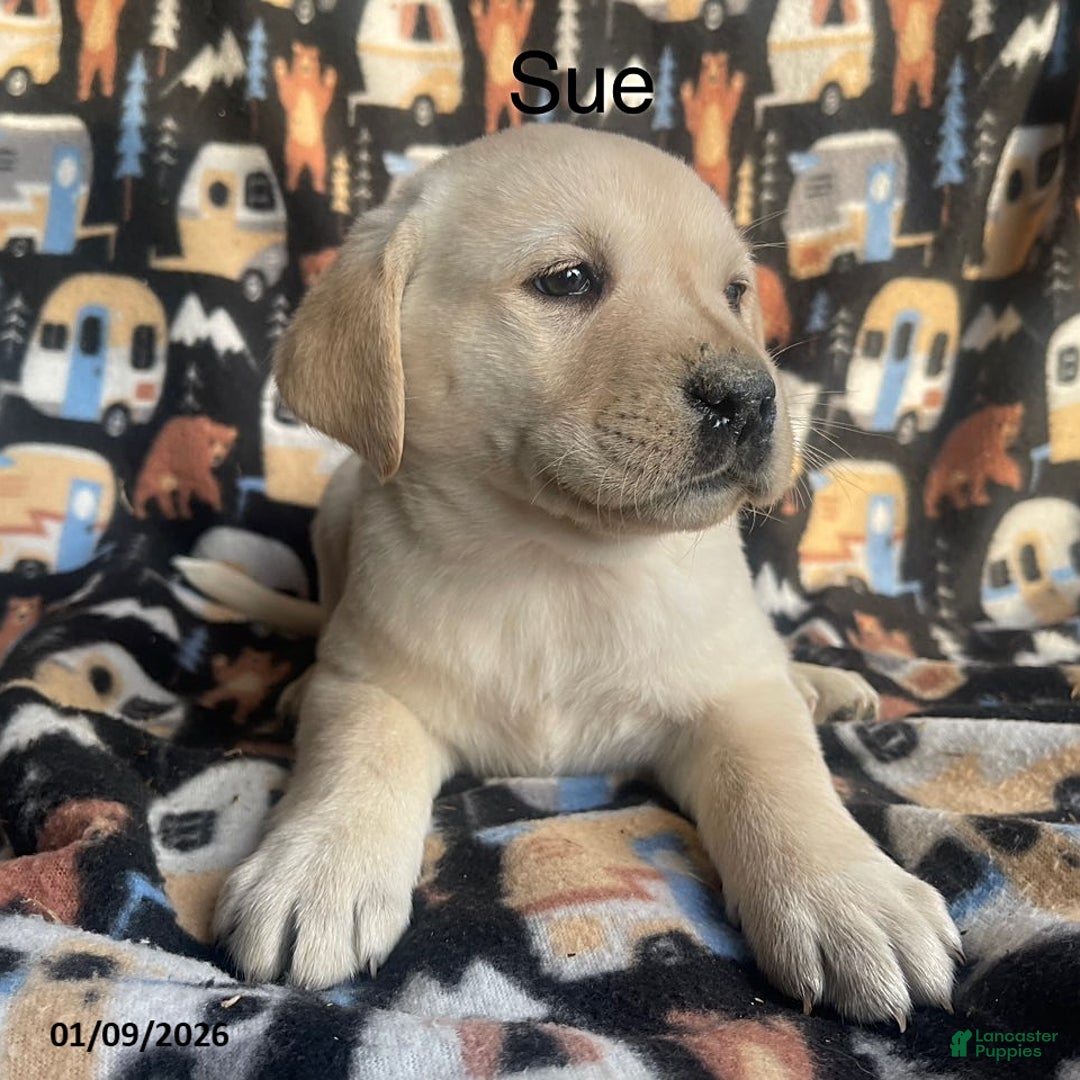 Labrador Retriever dogs for sale: Sue - Ad 1