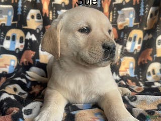 Labrador Retriever dogs Sue - Ad 13