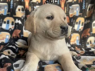 Labrador Retriever dogs Sue - Ad 37