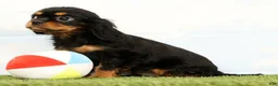Cavalier King Charles Spaniel dogs for sale: Nova - Ad 4