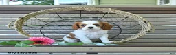 Cavalier King Charles Spaniel dogs for sale: Baxton - Ad 3