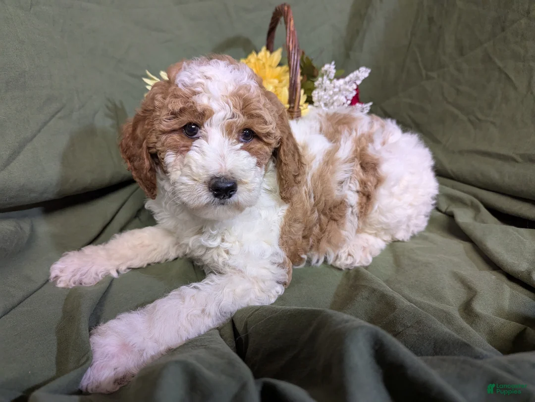 Mixed Breed dogs for sale: Gigi - Ad 5