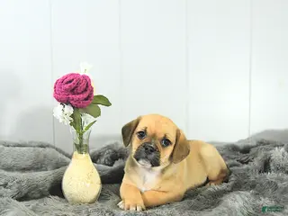 Puggle dogs for sale: Colette - Ad 2