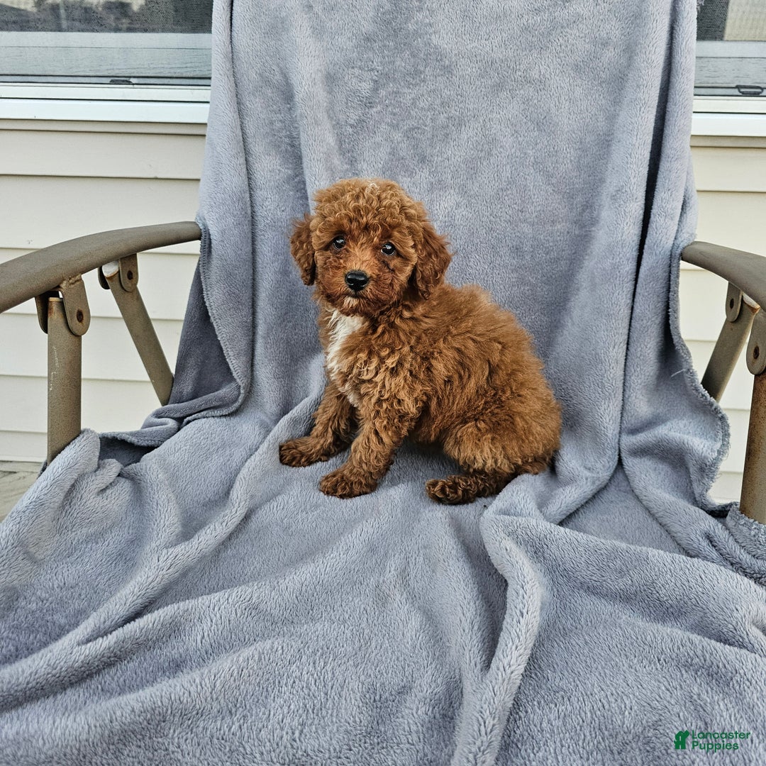Toy Poodle dogs for sale: Ria - Ad 1