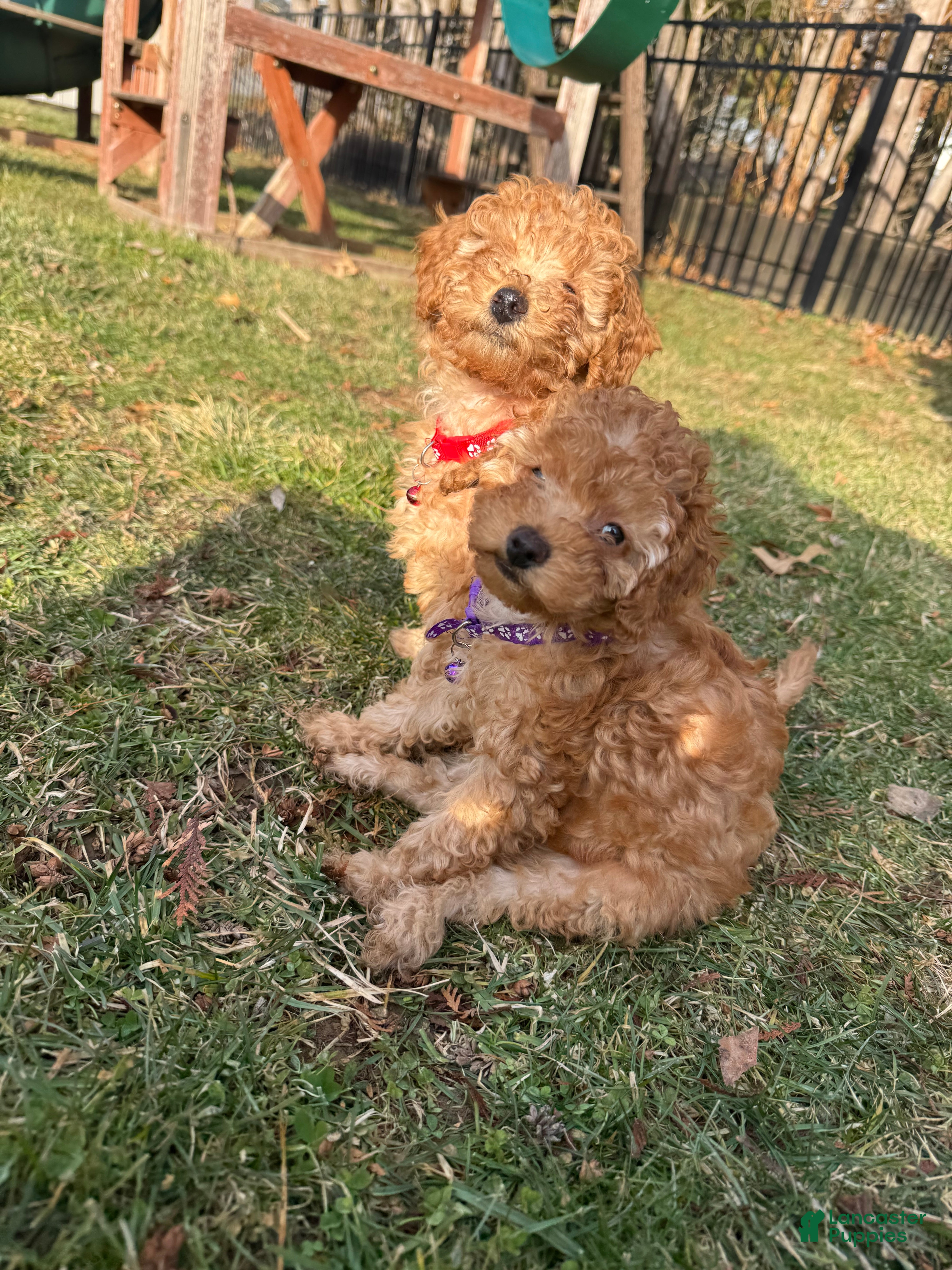Miniature Poodle dogs for sale: Miniature Poodle Poppy - Ad 1
