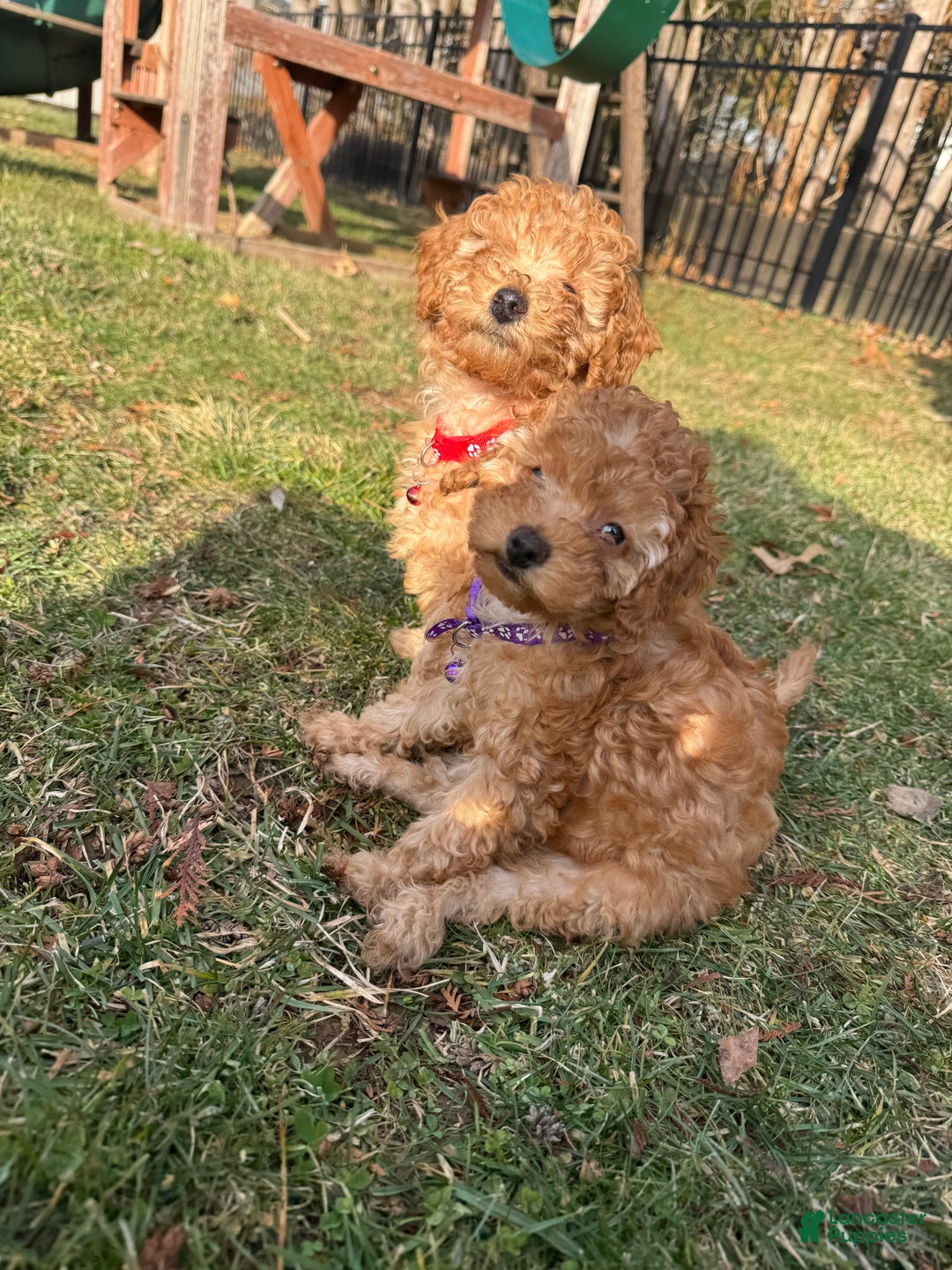 Miniature Poodle dogs for sale: Miniature Poodle Poppy - Ad 1