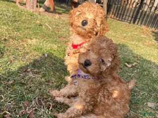 Miniature Poodle dogs Miniature Poodle Poppy - Ad 29