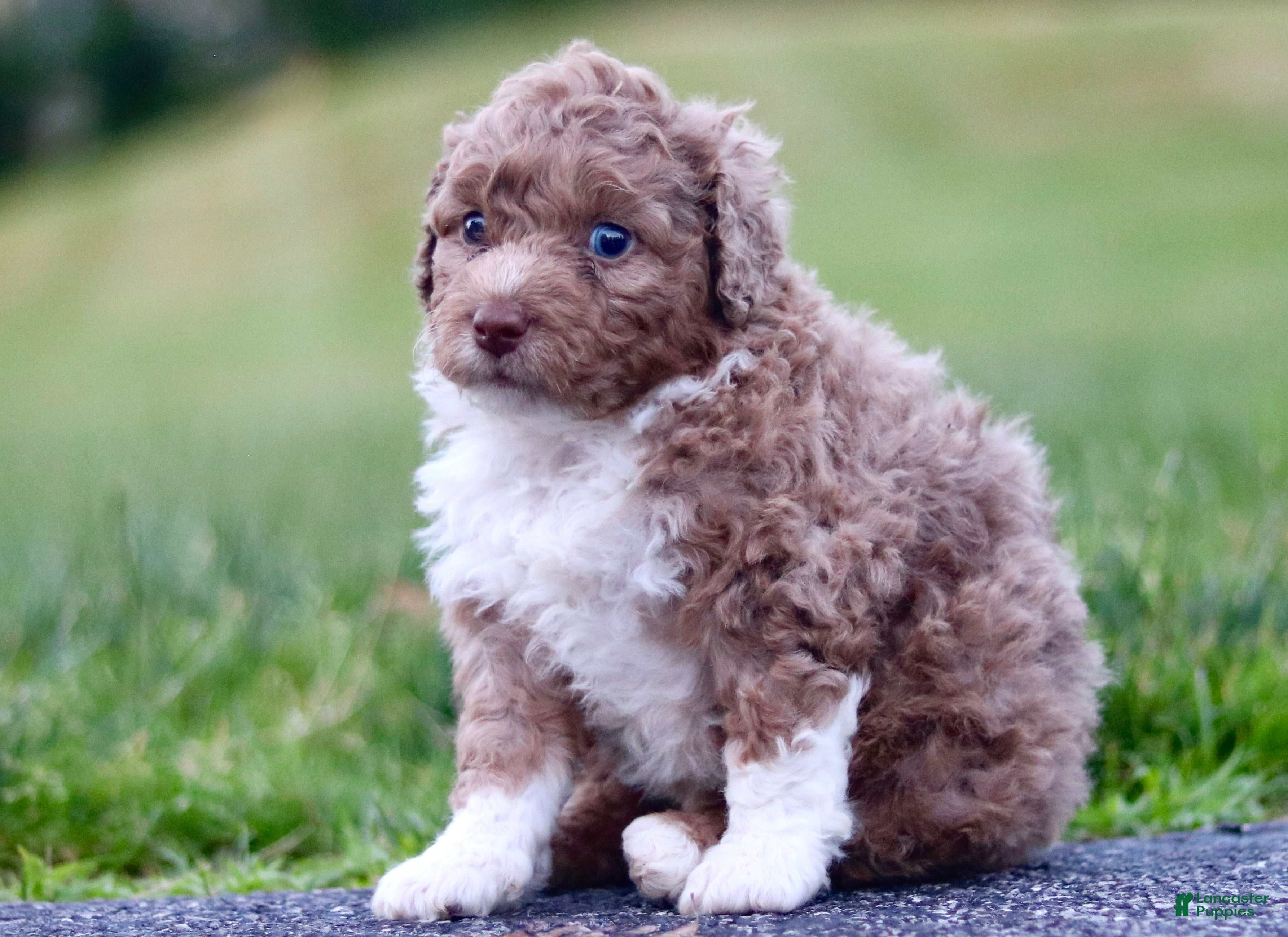 Mini Bernedoodle dogs for sale: Glen - Ad 1