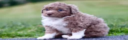 Mini Bernedoodle dogs for sale: Glen - Ad 1