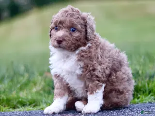 Mini Bernedoodle dogs for sale: Glen - Ad 1
