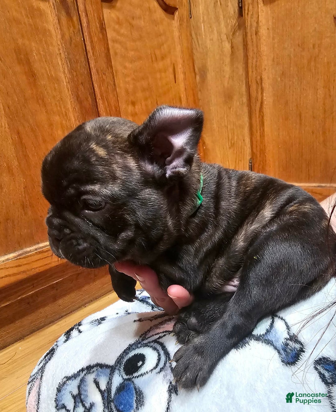 French Bulldog dogs for sale: Toby - Ad 4