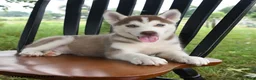 Siberian Husky dogs for sale: Shasta - Ad 4
