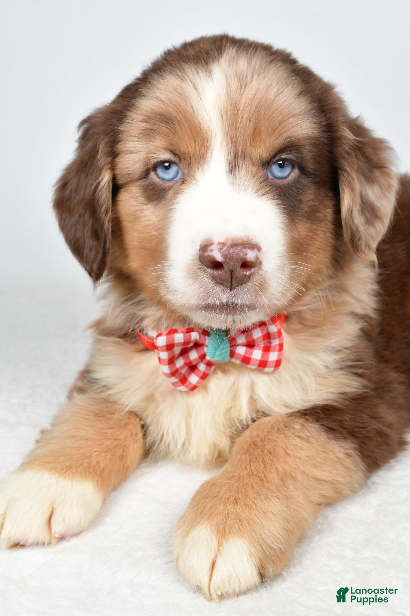 Miniature Australian Shepherd dogs Flynn - Ad 2