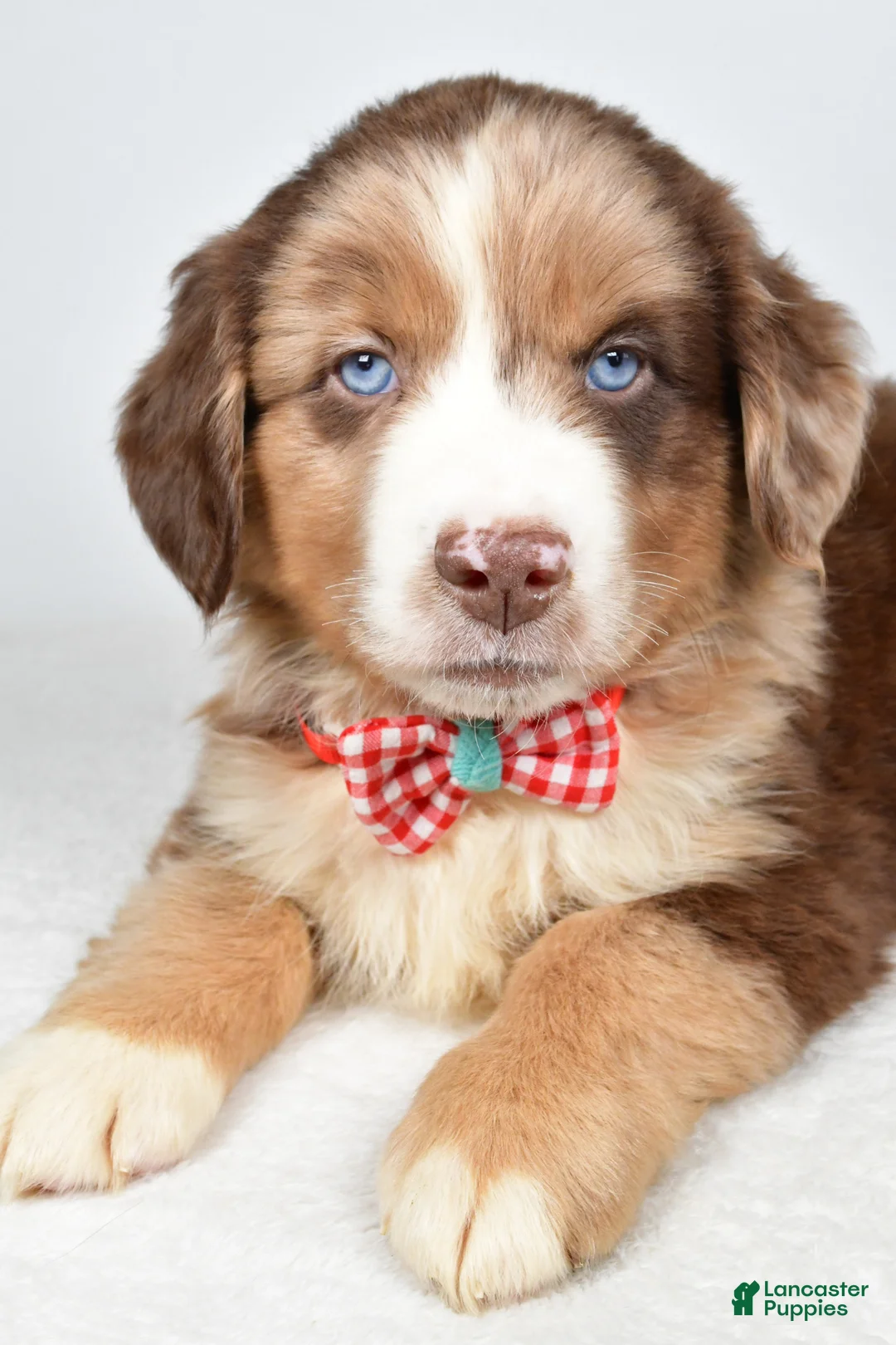 Miniature Australian Shepherd dogs for sale: Flynn - Ad 2