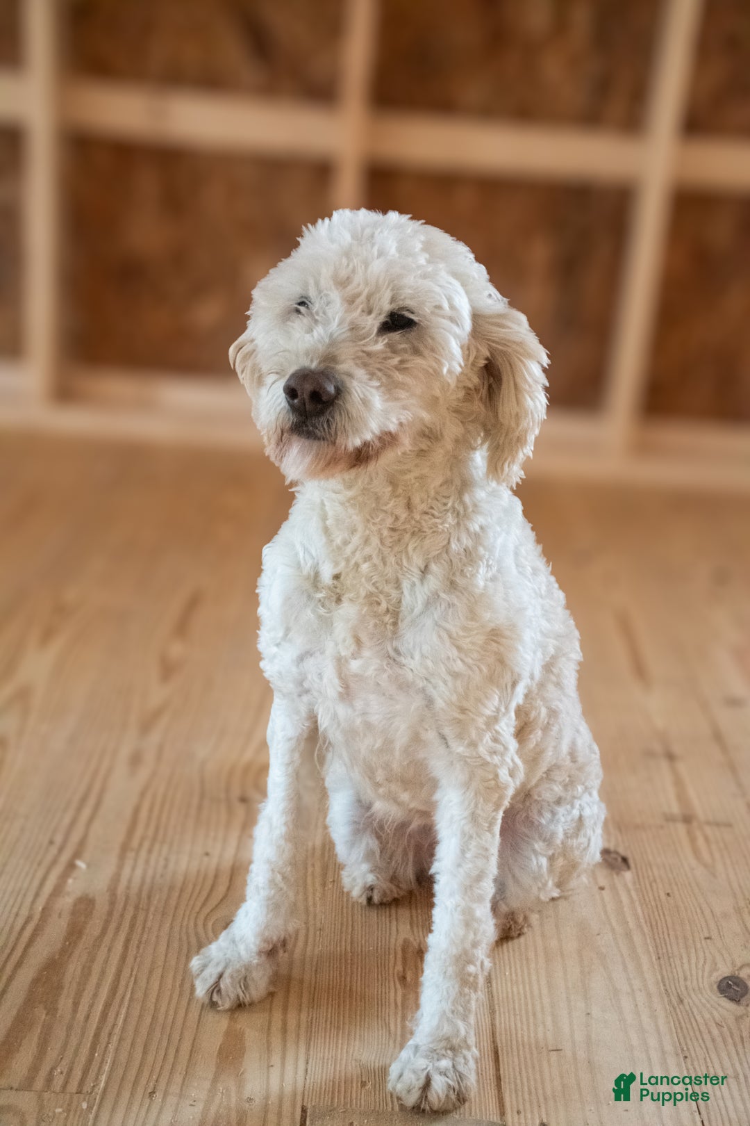 Goldendoodle dogs for sale: Willa - Ad 5