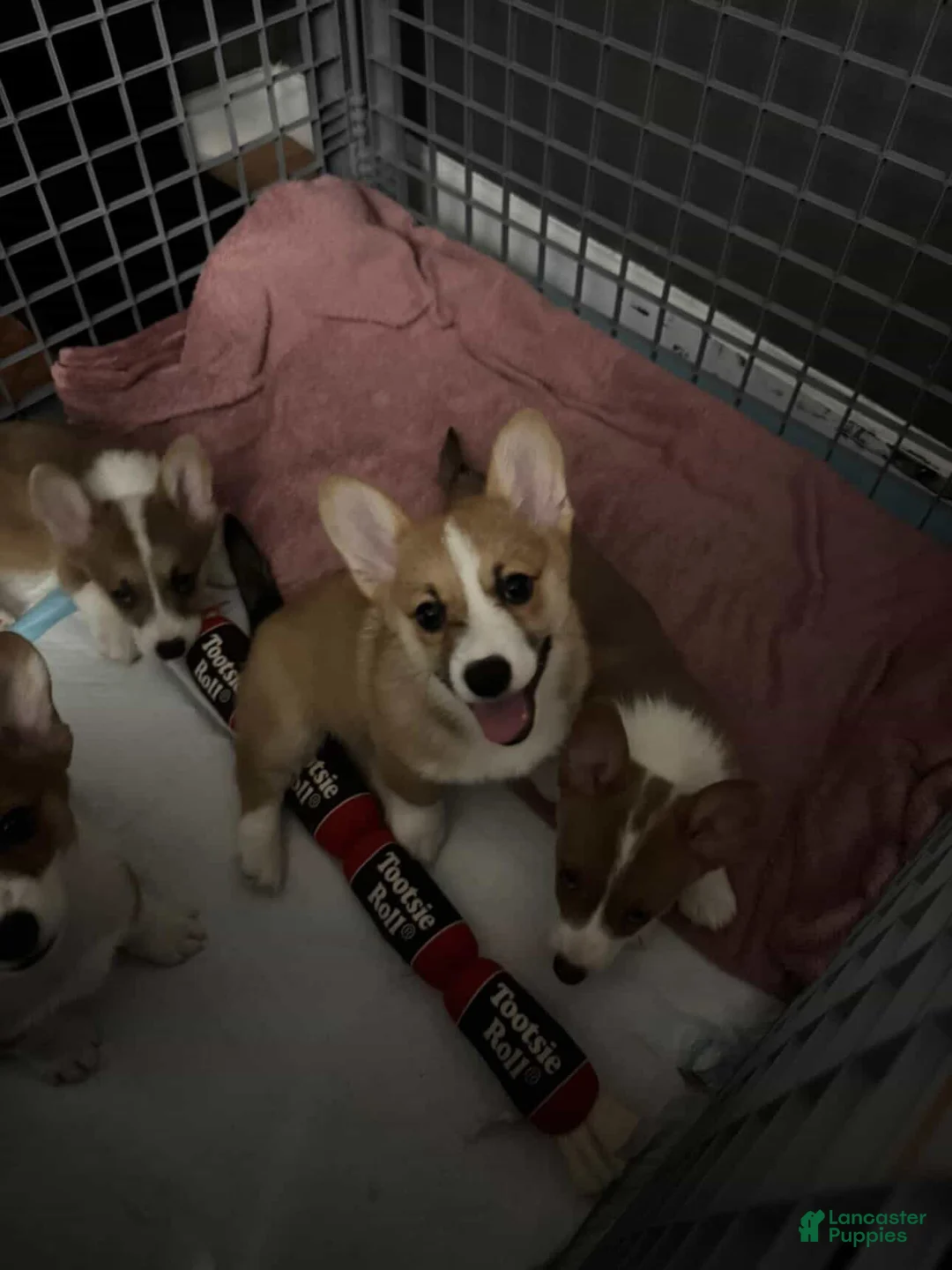 Welsh Corgi Pembroke dogs for sale: Skye - Ad 1