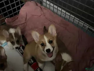 Welsh Corgi Pembroke dogs Skye - Ad 2