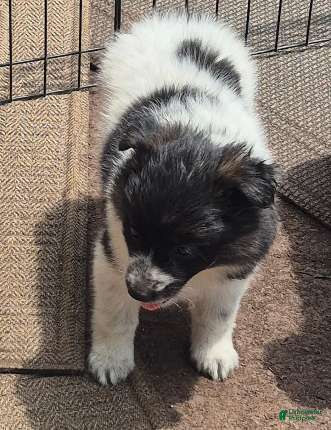 Mixed Breed dogs Aussie border collie - Ad 29