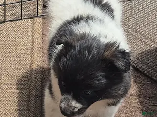 Mixed Breed dogs Aussie border collie - Ad 29