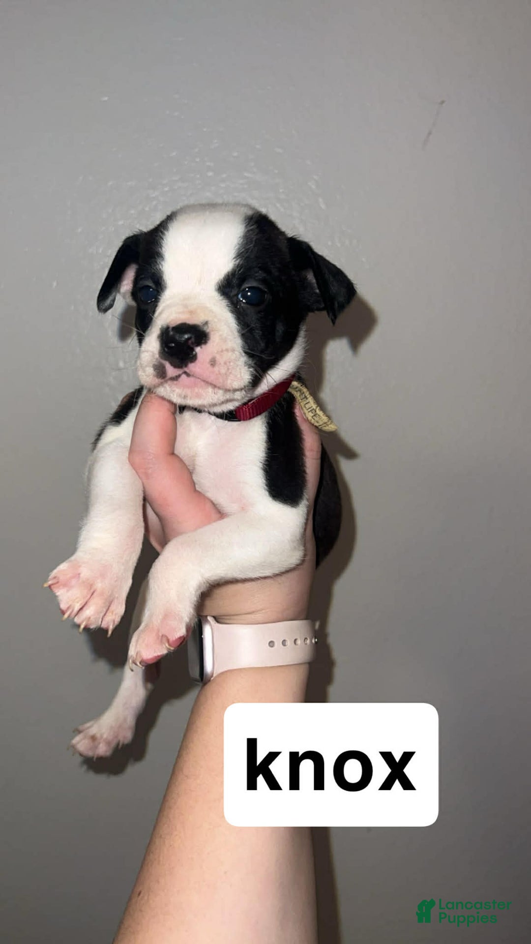 Mixed Breed dogs for sale: Mixed Breed Puppy 4 - Ad 7