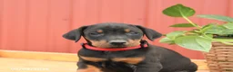 Doberman Pinscher dogs for sale: Russell - Ad 4
