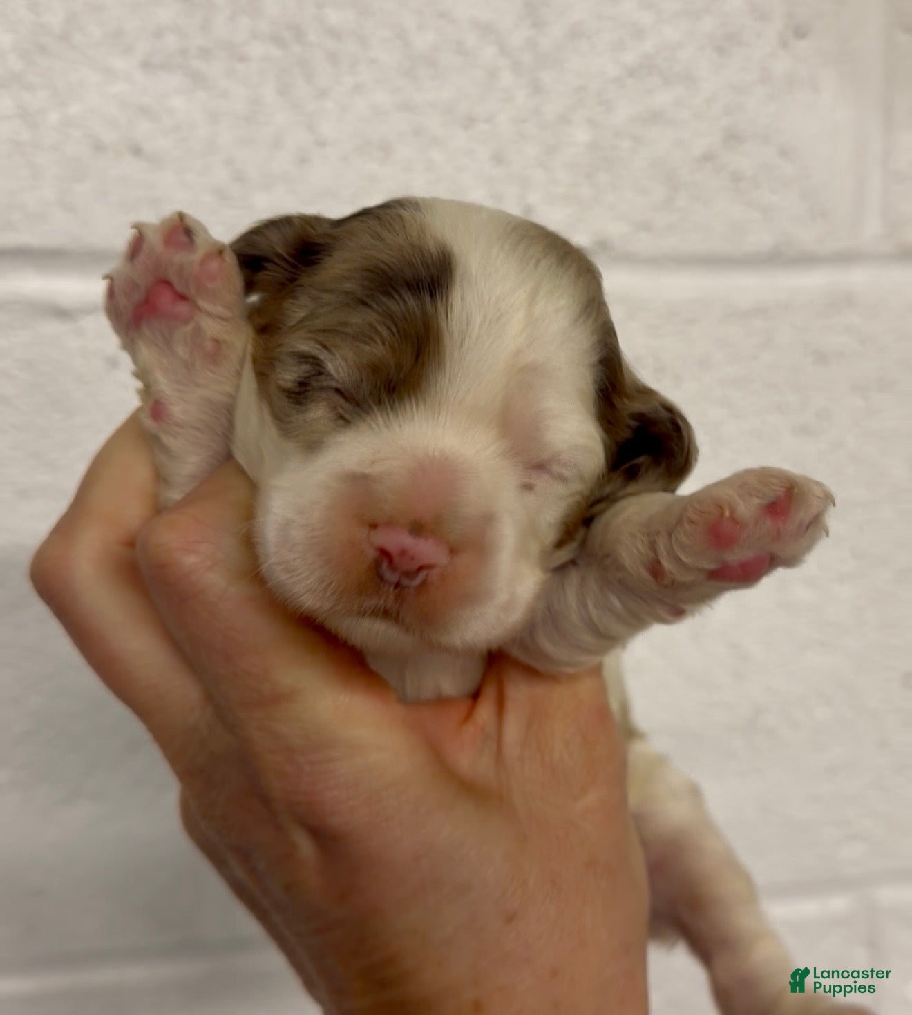 Cocker Spaniel dogs Cocker Spaniel Puppy 1 - Ad 32