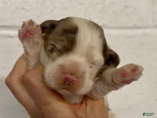 Cocker Spaniel dogs Cocker Spaniel Puppy 1 - Ad 32