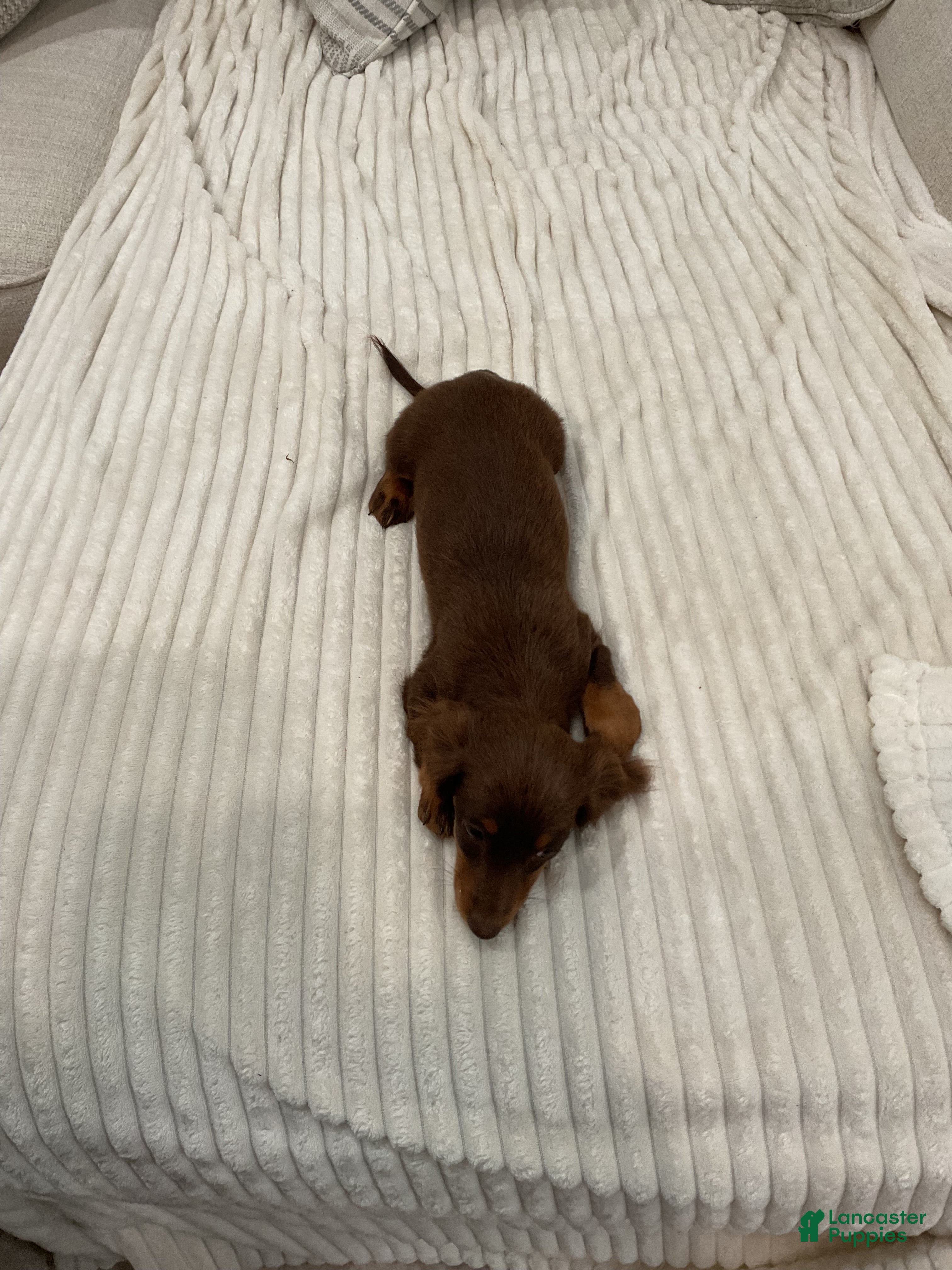 Miniature Dachshund dogs Stella - Ad 2