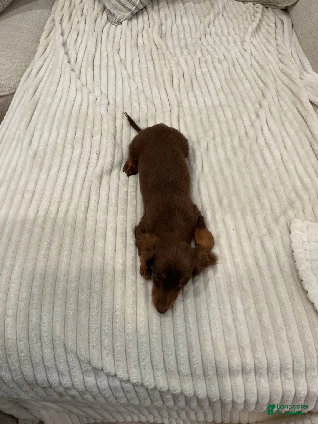 Miniature Dachshund dogs for sale: Stella - Ad 2