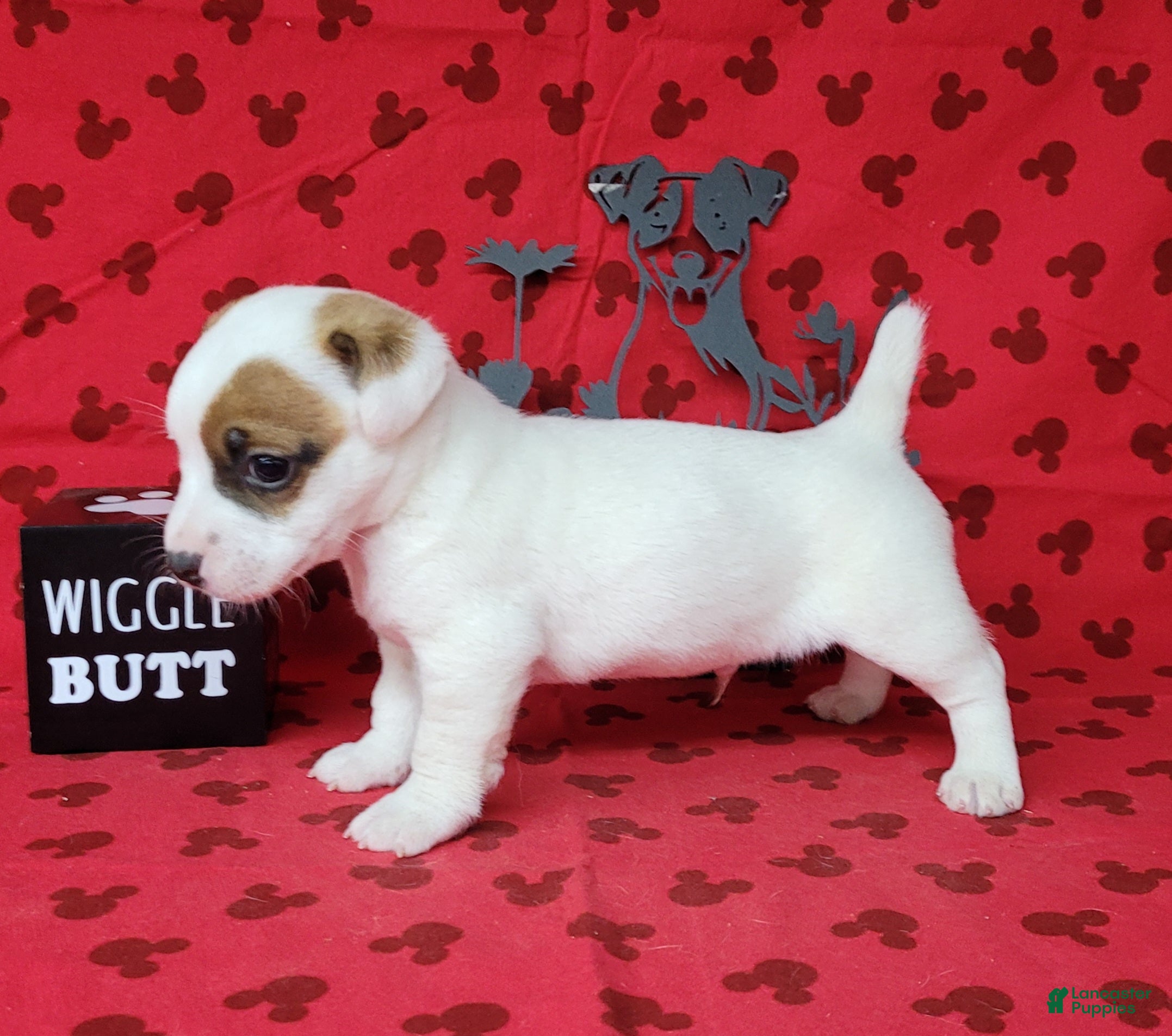 Jack Russell Terrier dogs NASH purebred CKC Registered  - Ad 14