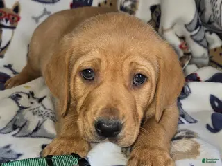 Labrador Retriever dogs for sale: S O L D - Ad 2